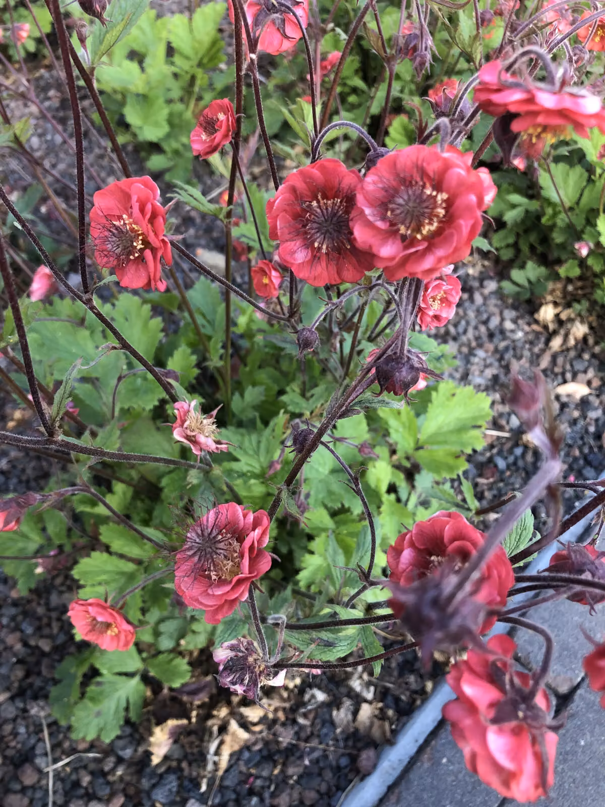 6 x Geum riv. 'Fiamme della passione'® - Nelkenwurz - Topf 9x9 cm