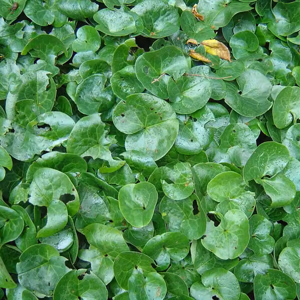 6 piante di Asaro europeo (Asarum europaeum) | Vaso da 9x9 cm