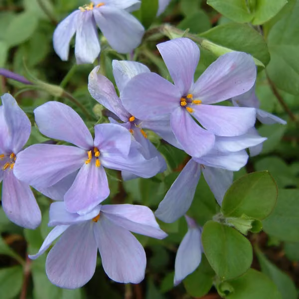 6 piante di *Phlox stolonifera* 'Blue Ridge' (Fiordalento rampicante), varietà 'Blue Ridge' | Vaso da 9x9 cm