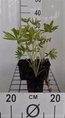 6 x Lupinus hybr. 'Gallery Blue' - Lupino - vaso 9 x 9 cm