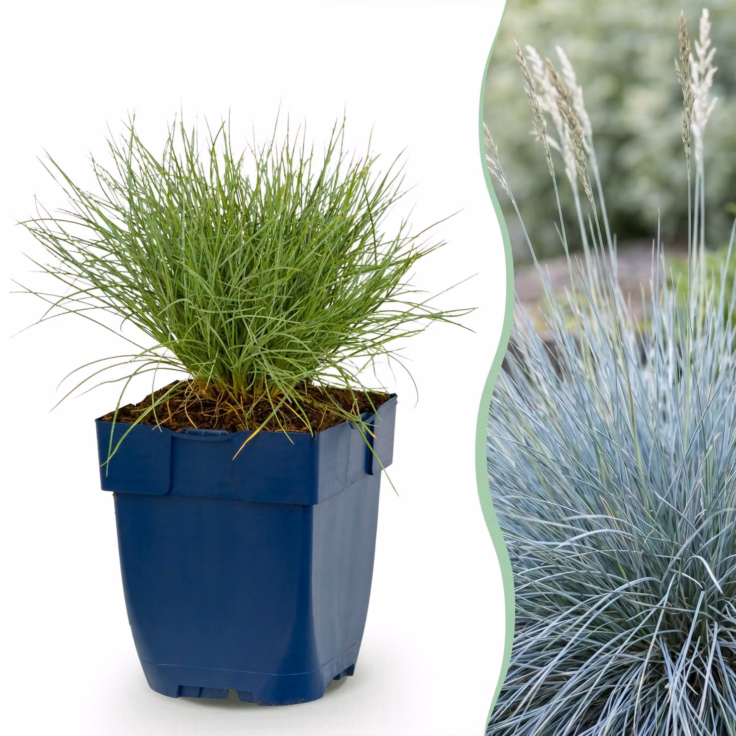 Festuca glauca - Erba blu - Sempreverde - Blu - 24 piante - 15-25cm - Ø11cm - Pianta da giardino