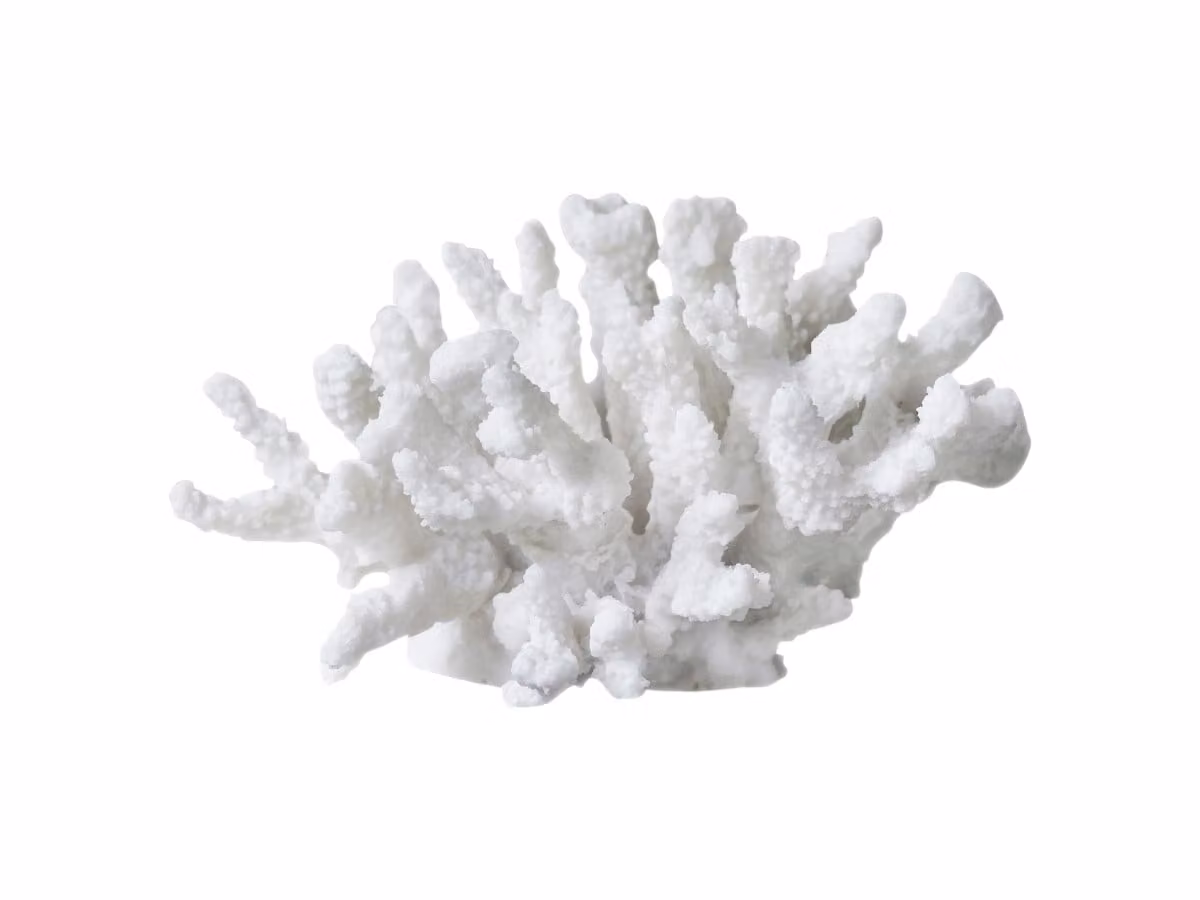 Coral Branches Oggetto Decorativo