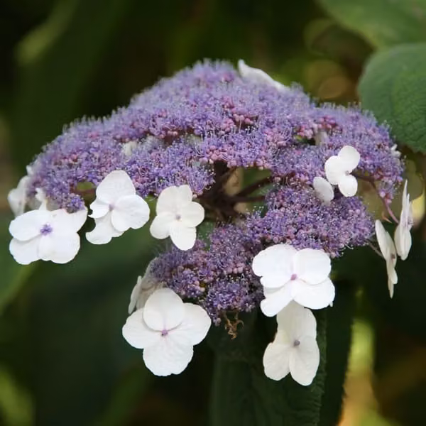 2 piante di Ortensia villosa (Hydrangea villosa), in vaso, altezza 25-30 cm