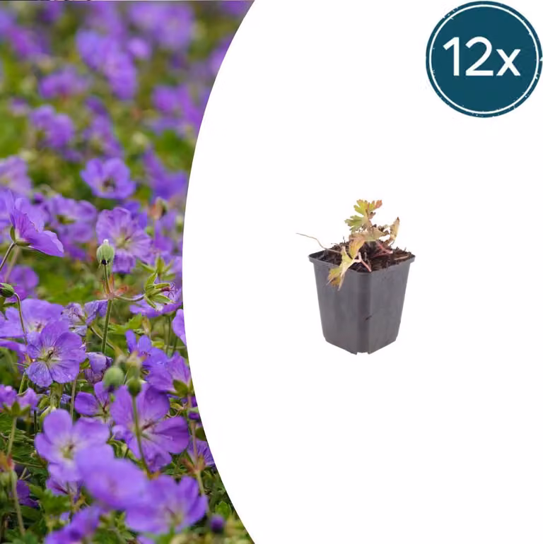 Geranium wallichianum "Azure Rush" - Storchschnabel - 9cm Topf - 10-25cm - Set con 12 piante