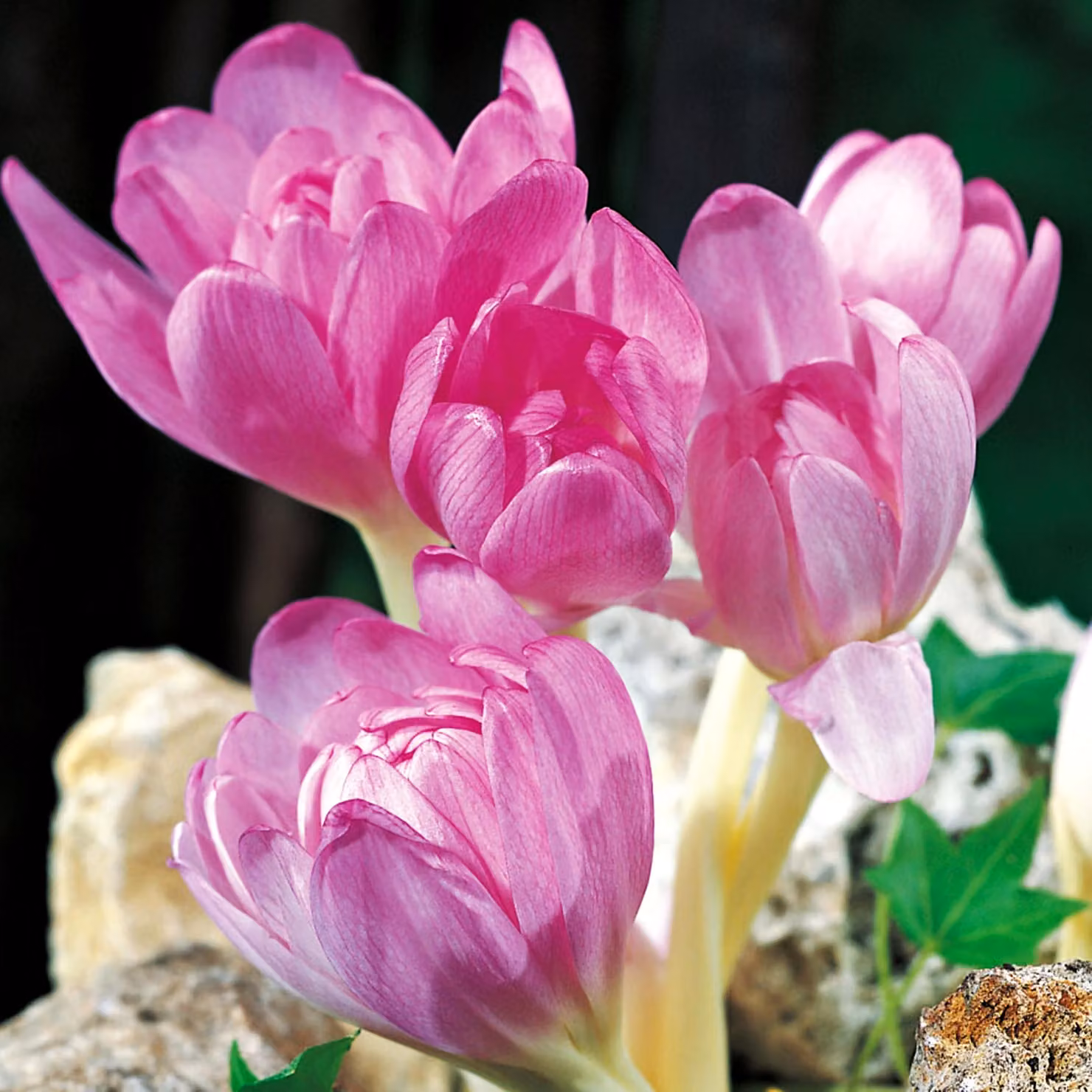 Bulbi da fiore Colchicum Bulbi da fiore Croco bizantino autunnale XXL 1 pz.