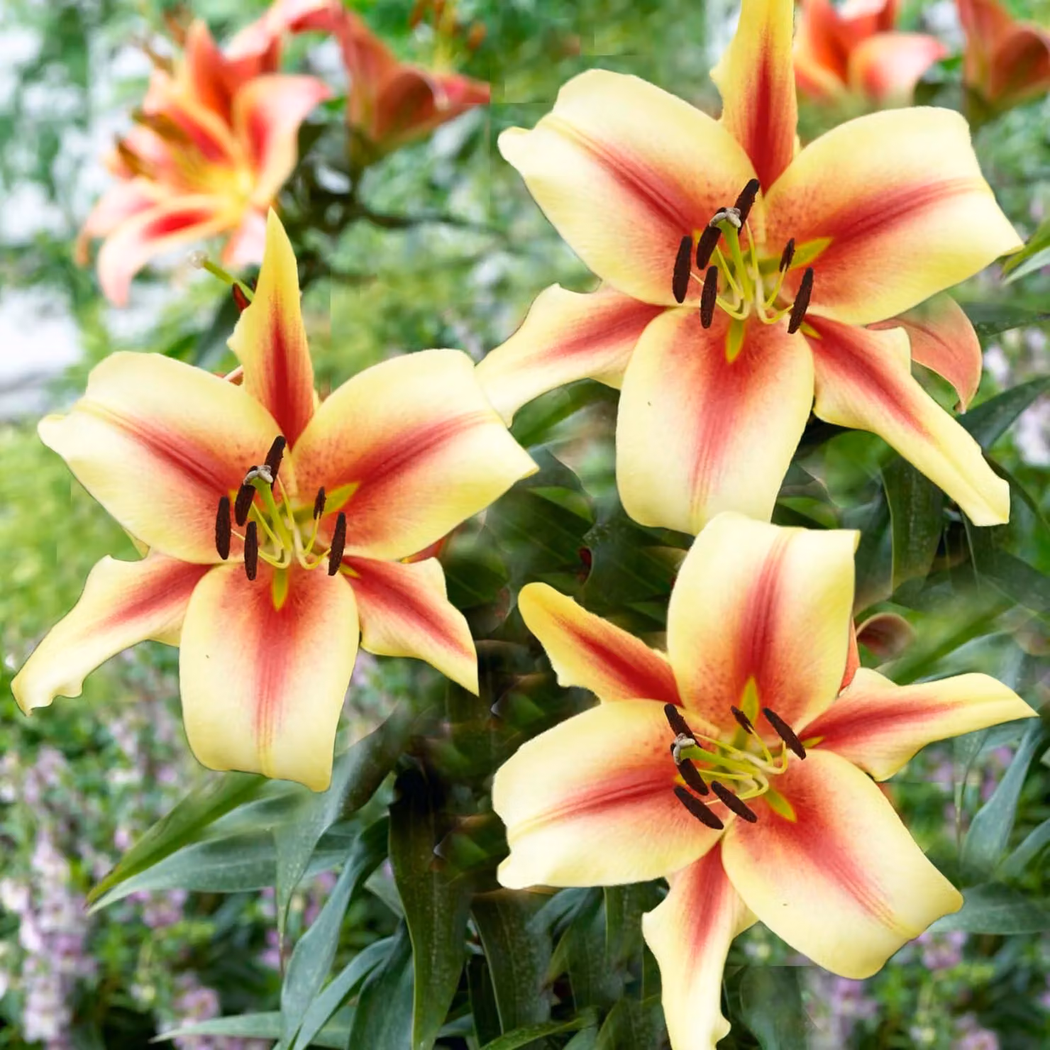 Bulbi di Lilium giganteum Lavon, resistenti al freddo, perenni - 3 bulbi - bulbi di fiori provenienti dall'Olanda - adatti per giardino e vasi (tuberi di grandi dimensioni, senza semi, non trattati artificialmente)