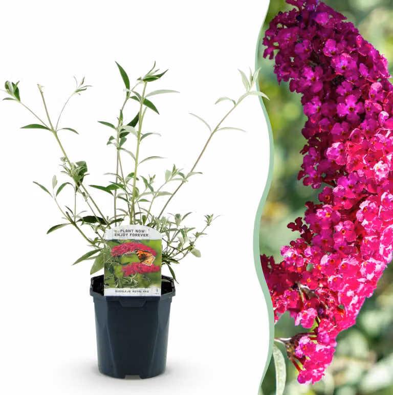 Cespuglio delle farfalle - Buddleja davidii Royal Red - Fiore rosso - 1 Pianta - Deciduo - Attira le farfalle - 25-40cm - Ø18cm - Pianta da giardino
