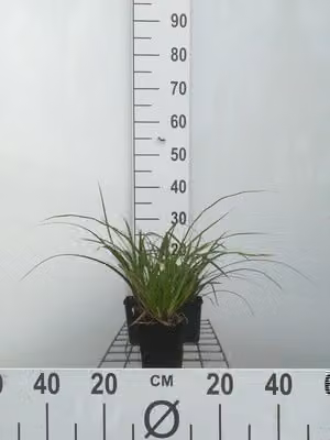 6 x Carex morr. 'Variegata' - Sedge Variegata - Vaso 9 x 9 cm