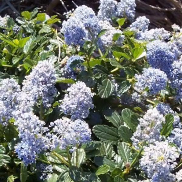 2 piante di Ceanothus 'Edinburgh' (Säckelblume) | Altezza: 30-40 cm, in vaso