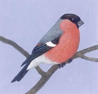 Animali in inverno