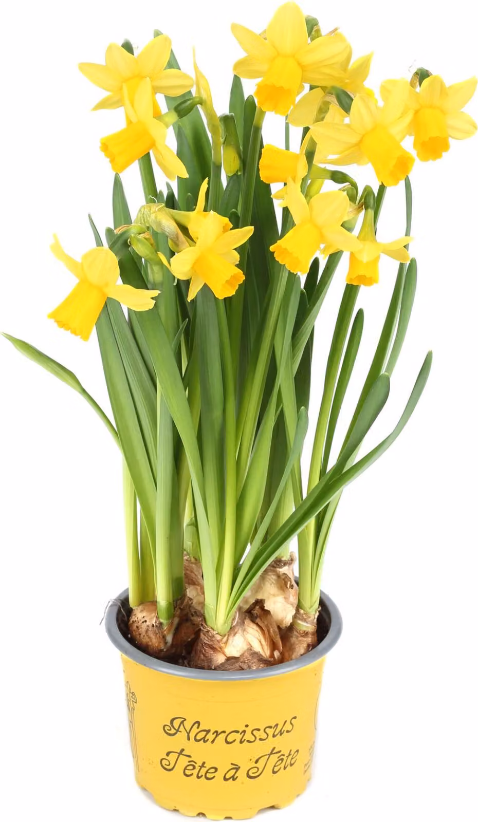 10 narcisi tête-à-tête in un vaso da 9 cm - risveglio primaverile dei narcisi per la vostra casa