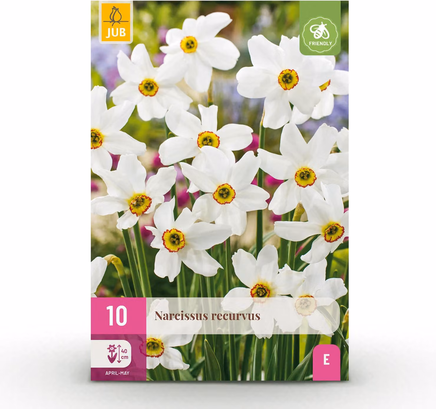 Bulbi da fiore - Narciso 'Recurvus' - Bianco - 10 pezzi - Bulbo 12/14 - 15-30cm - Ø5cm - Pianta da giardino - Multideal