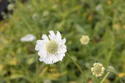 6 x Scabiosa cauc. 'Alba' - Scabiosa - vaso 9 x 9 cm