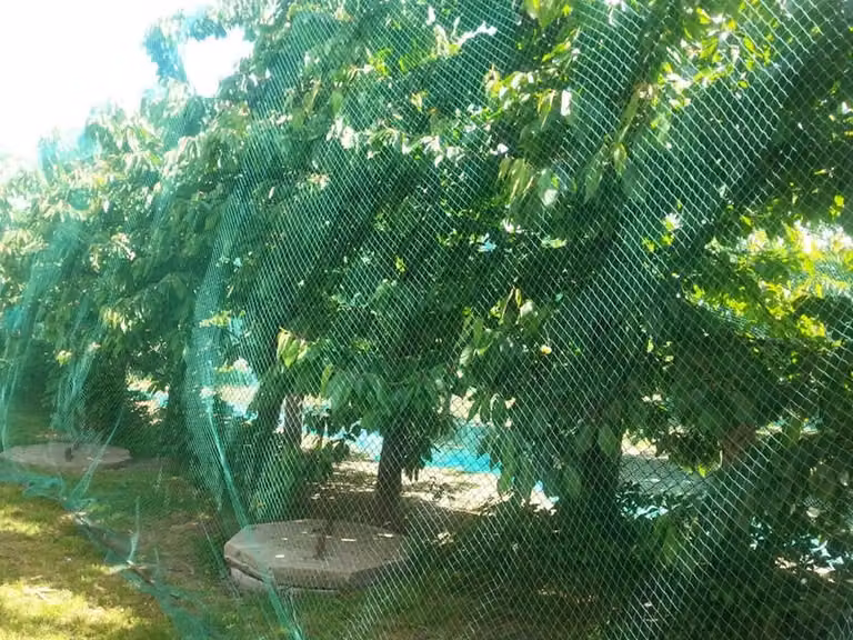 Rete protettiva per uccelli, 2 x 10 metri, 5 g/m², verde – Rete per stagni, rete protettiva per piante, rete per alberi da frutto