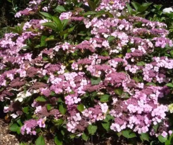 Hydrangea macrophylla Mariesii Perfecta 20-30 cm / vaso 10,5 - Ortensia dai fiori magnifici
