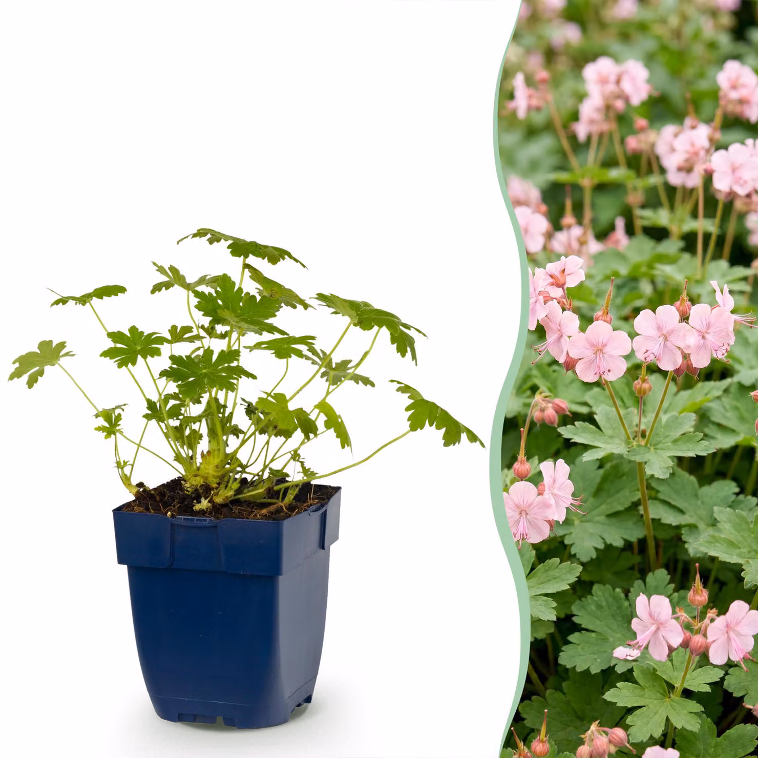 Geranium macr. Varietà Ingwersen - Becco di cicogna - Coprisuolo - Rosa chiaro - 12 piante - 15-25cm - Ø11cm - Pianta da giardino
