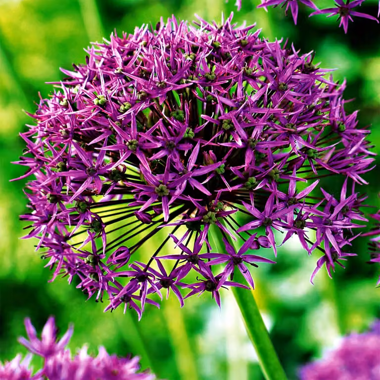 Bulbi da fiore Bulbi Porro ornamentale Allium Violet Beauty 3 pz.