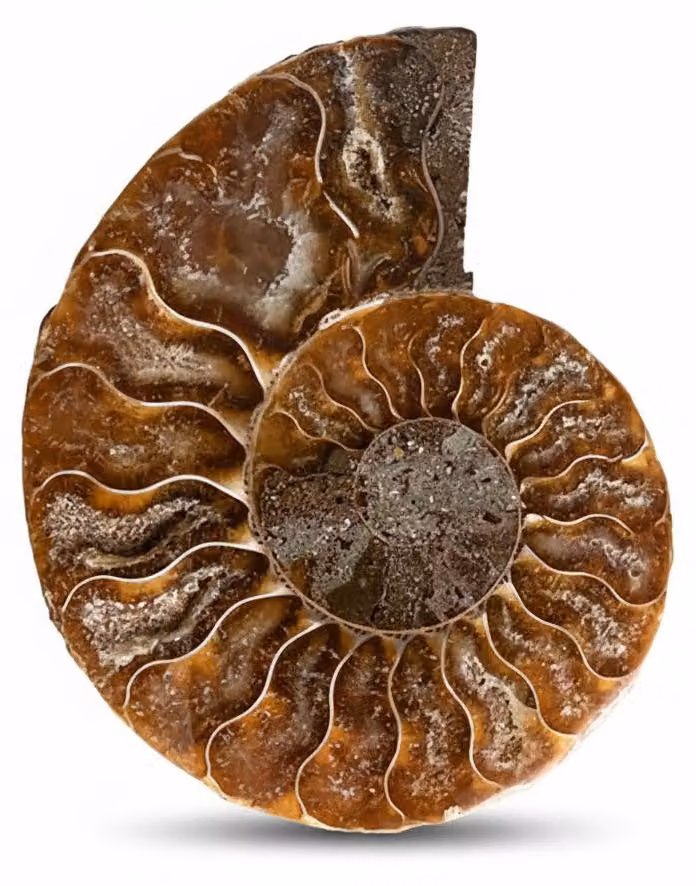 InAndOutdoorMatch - Ammonite fossile - Un pezzo da collezione unico