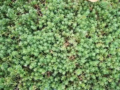 6 x Sedum album 'Murale' - foglia grassa - vaso 9 x 9 cm