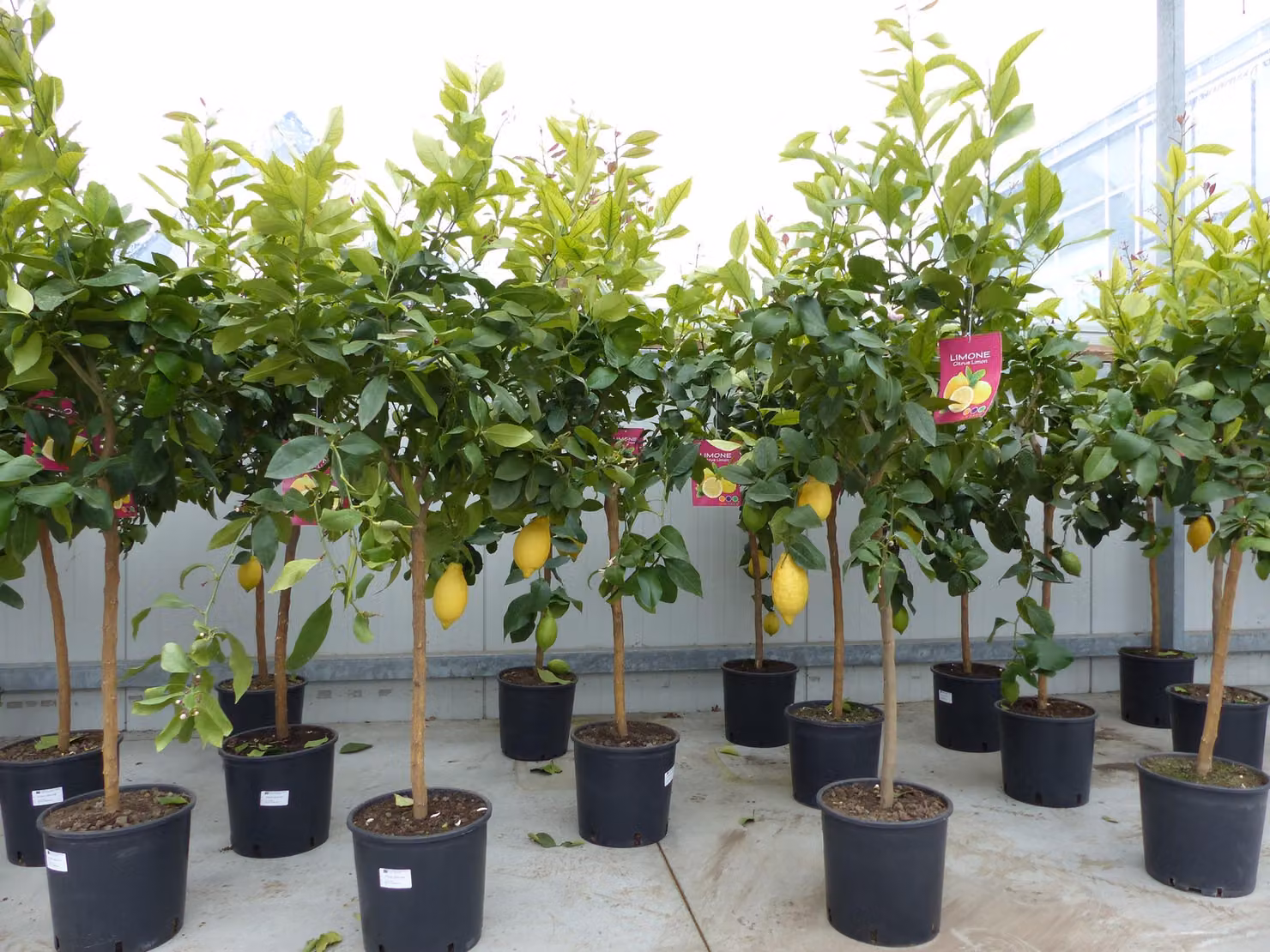 Agrumi Limone Limone Citrus Limon Limone 140 - 160 cm Pianta di agrumi