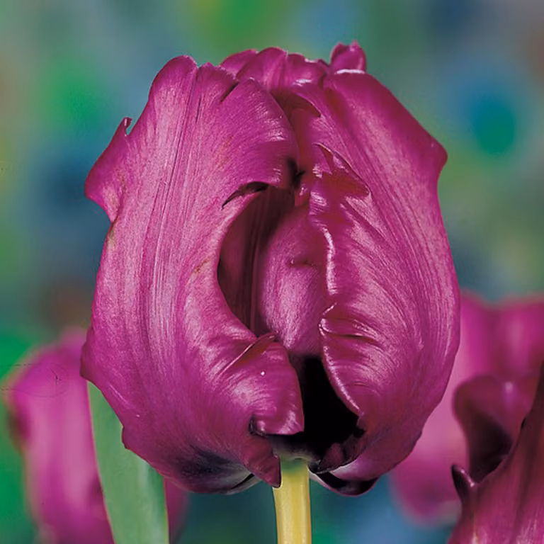 Bulbi di tulipano resistenti al freddo, perenni - Mix "Papagallo" - 25 bulbi di fiori - Piante vere provenienti dall'Olanda - Tulipani per giardino, vasi e balcone (bulbi grandi, senza semi, non artificiali)