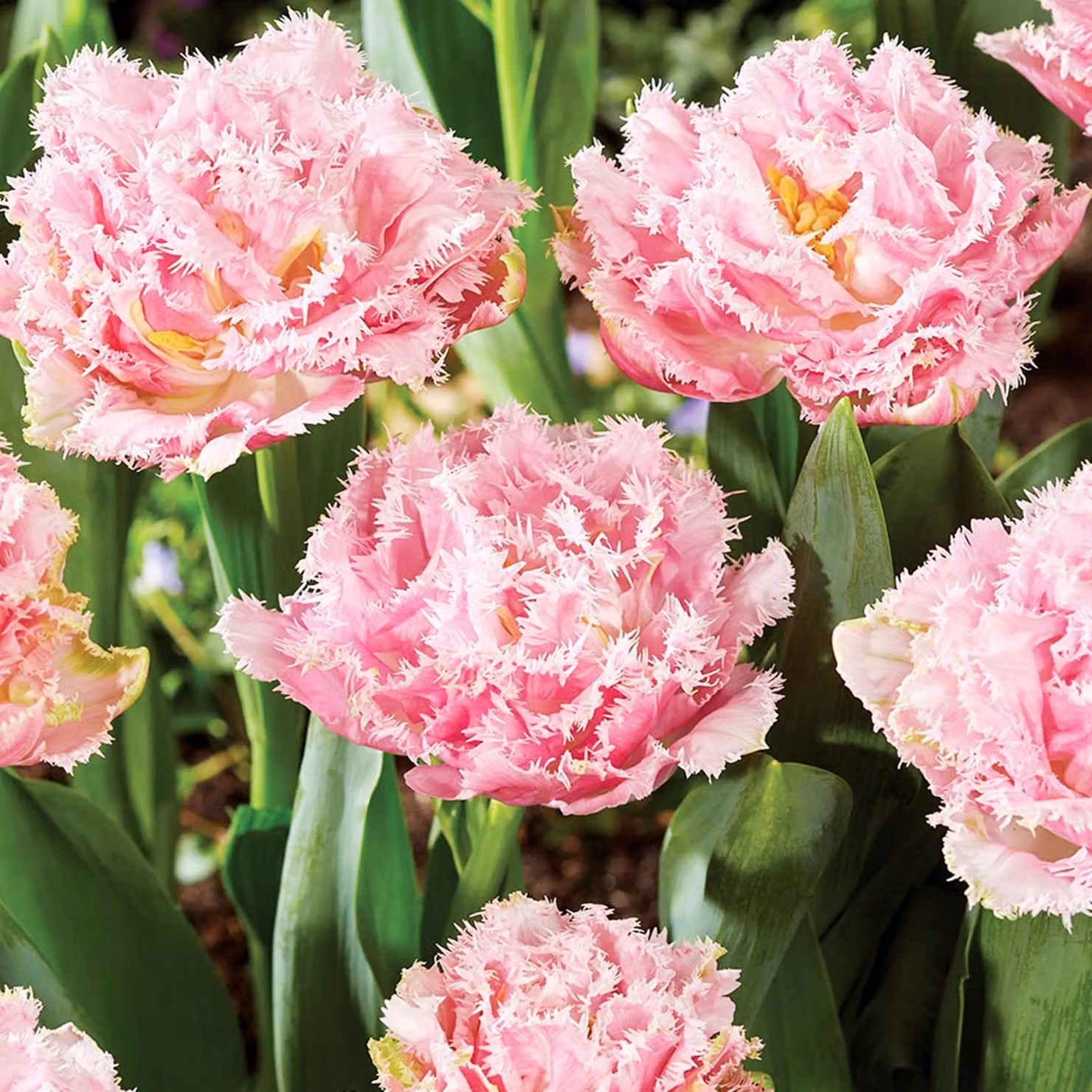 Tulipani Bulbi Fiori Tulipani sfrangiati Perth 5 pz.