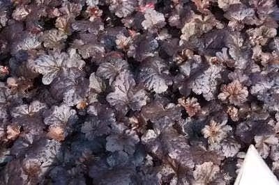 6 x Heuchera hybr. 'Black Sea'® - Campanula viola - vaso 9 x 9 cm