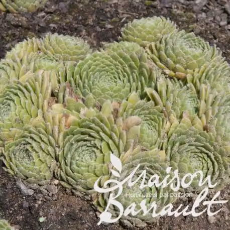 Sempervivum x liparii / Sedum