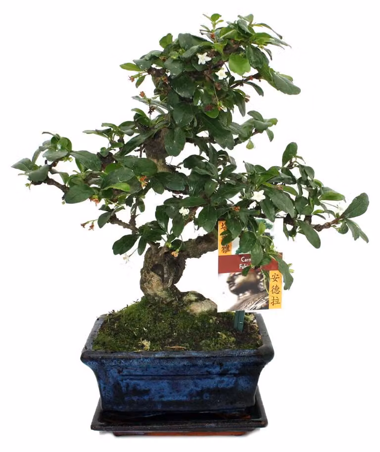 Bonsai Fukientee - Carmona microphylla - circa 6 anni