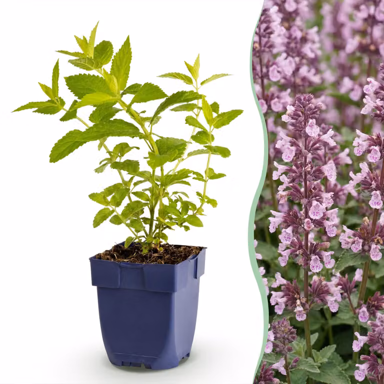 Nepeta sib. Wild Orchid - Erba gatta - Attira api e farfalle - Rosa - 15-25cm - Ø11cm - Pianta da giardino