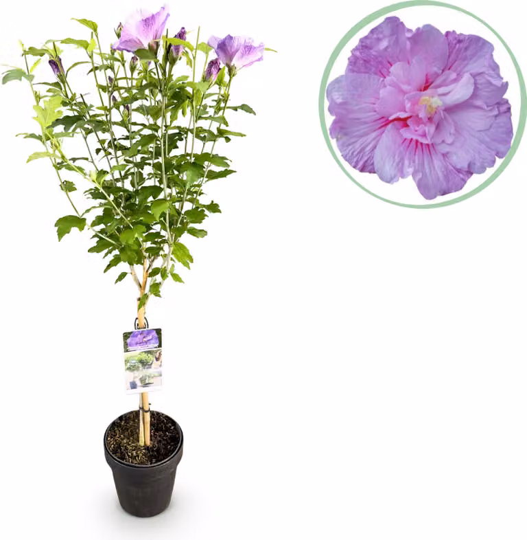 Hibiscus syriacus Lavendor Chiffon - Pianta da appoggio - Pianta da terrazzo - Decidua - Bassa manutenzione - 80-90cm - Ø19cm - Pianta da giardino