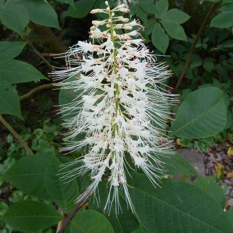 Castagno americano nano - Aesculus parviflora | 60-80 cm, in vaso