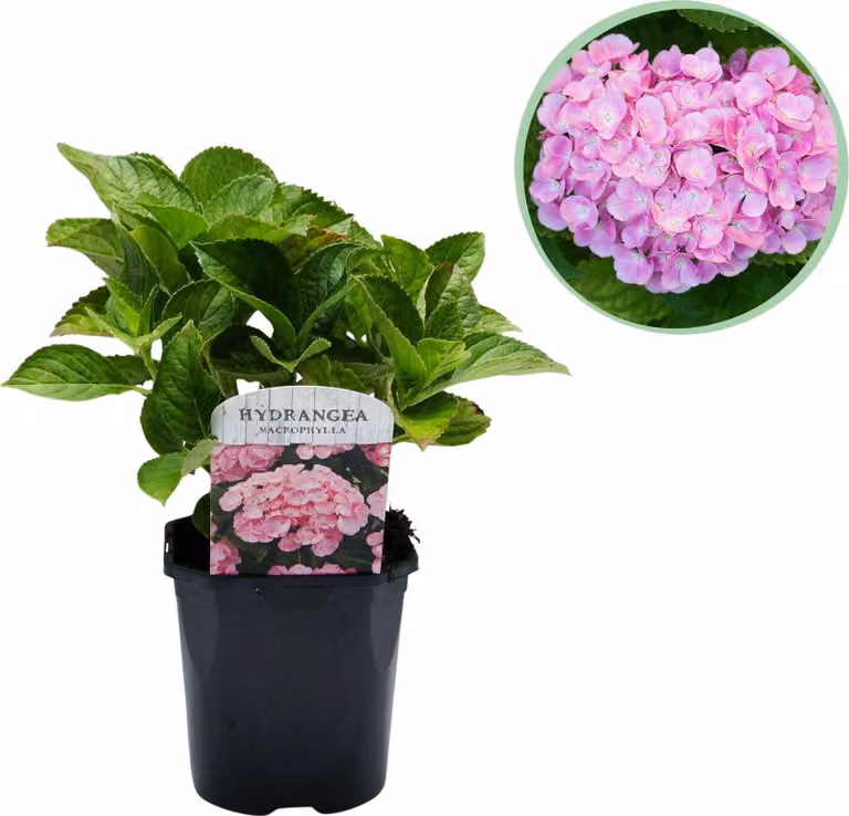 Ortensia (Hydrangea macrophylla) a fiori rosa, Ø17cm, 30cm, pianta fiorita