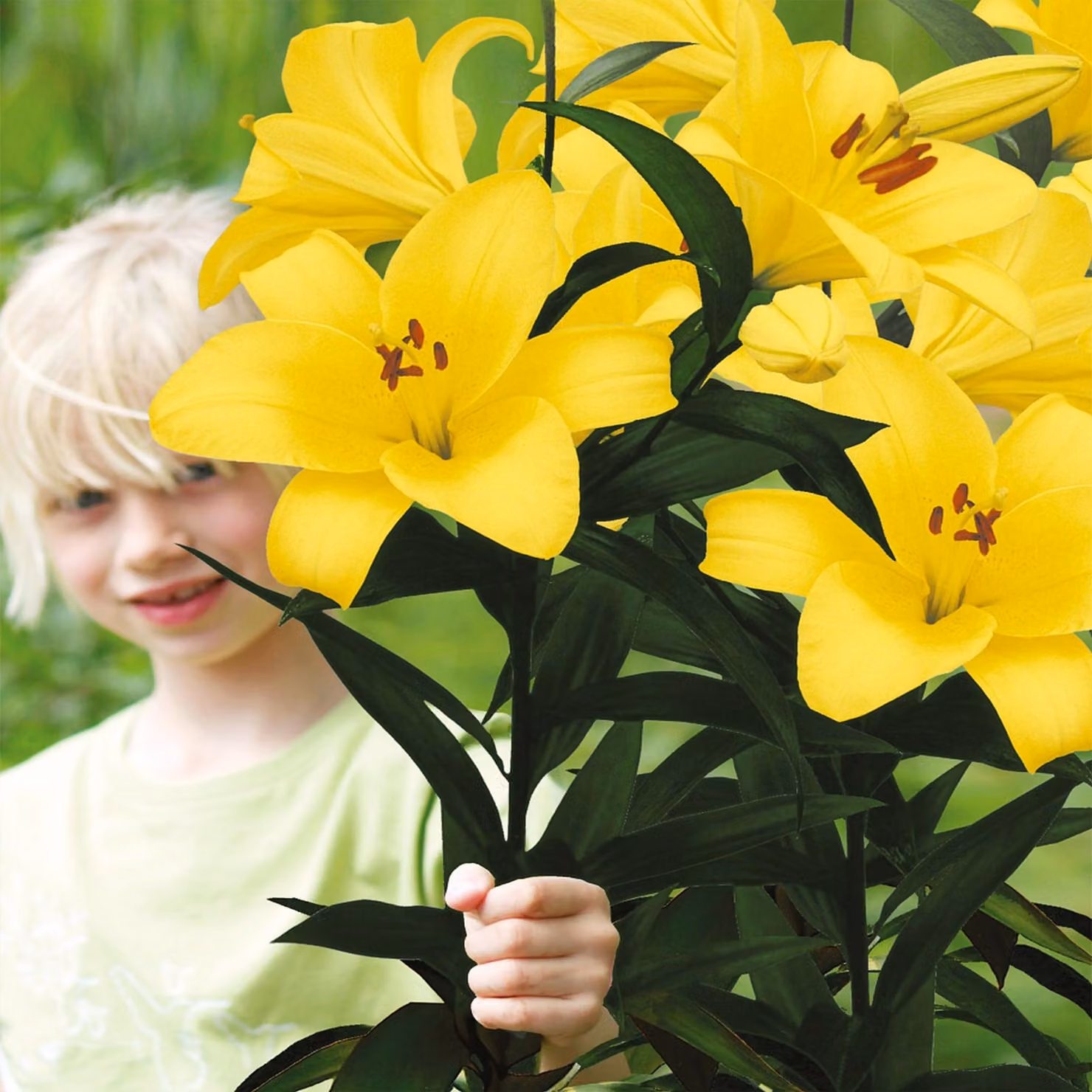 Lilia arborea Yellow Planet 1 pz. Lilie bulbi di lilia bulbi Profumati