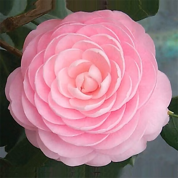 Camelia Rose - Camellia japonica | 40-50 cm in vaso