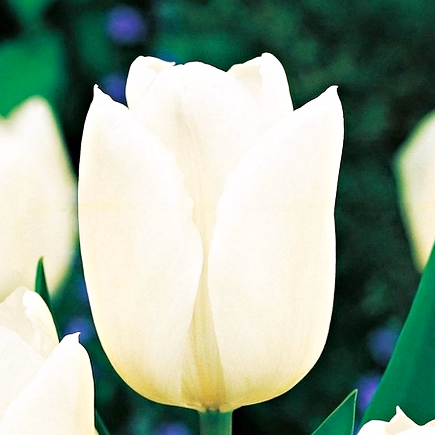 Tulipani Bulbi Fiori recisi Tulipano bianco Dynasty 5 pz.