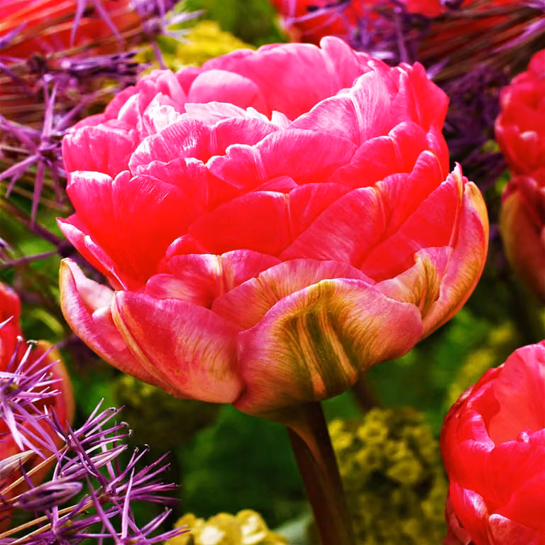 Tulipani Bulbi Fiori Tulipani doppi Pinksize 5 pz.