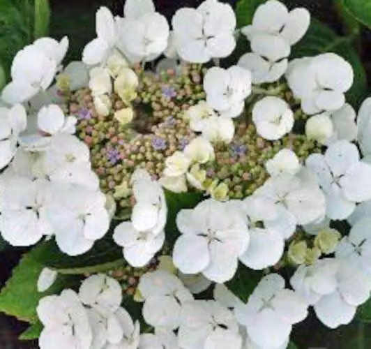 Hydrangea macrophylla Benxi 20-30 cm / vaso 10,5 - Ortensia dai magnifici fiori - Hydrangea macrophylla