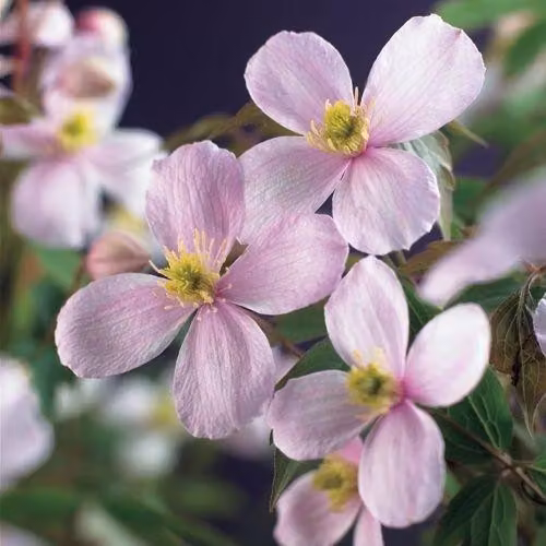 Clematis montana ‘Rubens’ – Clematide rosa di montagna | Pianta rampicante profumata e resistente al freddo 30–50 cm