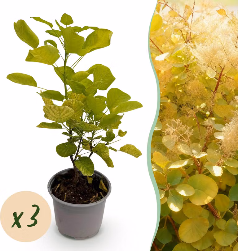 Cotinus coggyria Golden Spirit - Giallo - 3 piante - Deciduo - Bassa manutenzione - 25-35cm - Ø12cm - Pianta da giardino
