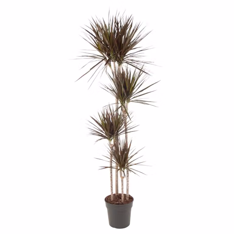Dracaena Magenta - 180 cm - Ø27