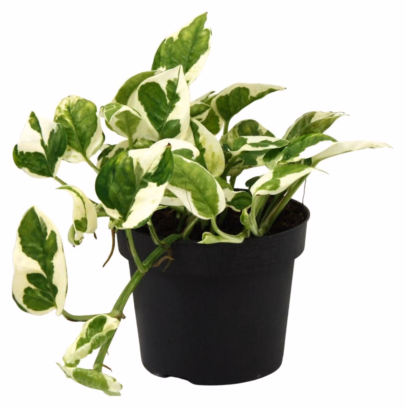Scindapsus (Epipremnum) N'joy - 15cm - Ø12cm - Pianta d'appartamento - Sempreverde