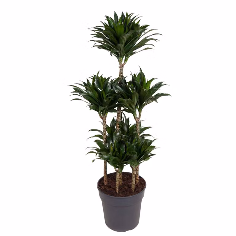 Carrousel Dracaena Compacta - 130 Cm - Ø31