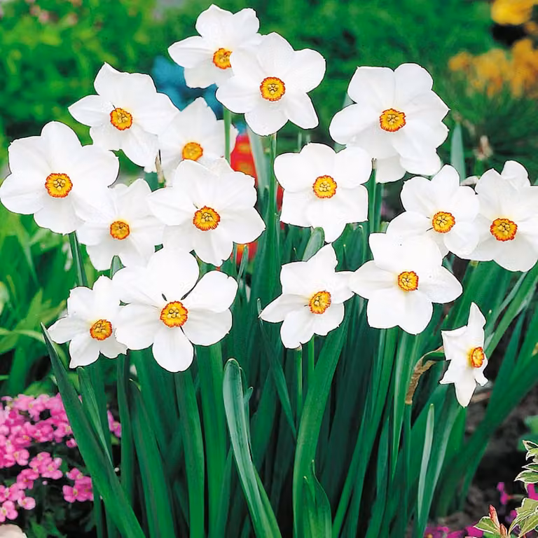 Bulbi di giunchiglia Bulbi di fiori Botanici Narcisi Actaea 5 pz.