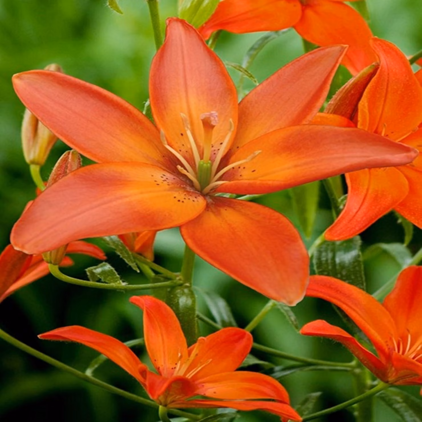 Lilia asiatica Mandarin Star 1 pz. Lilie bulbi di giglio bulbi