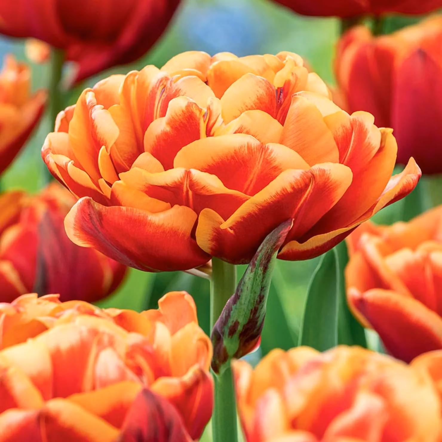 Tulipani Bulbi Fiori Tulipano doppio Congo 5 pz.