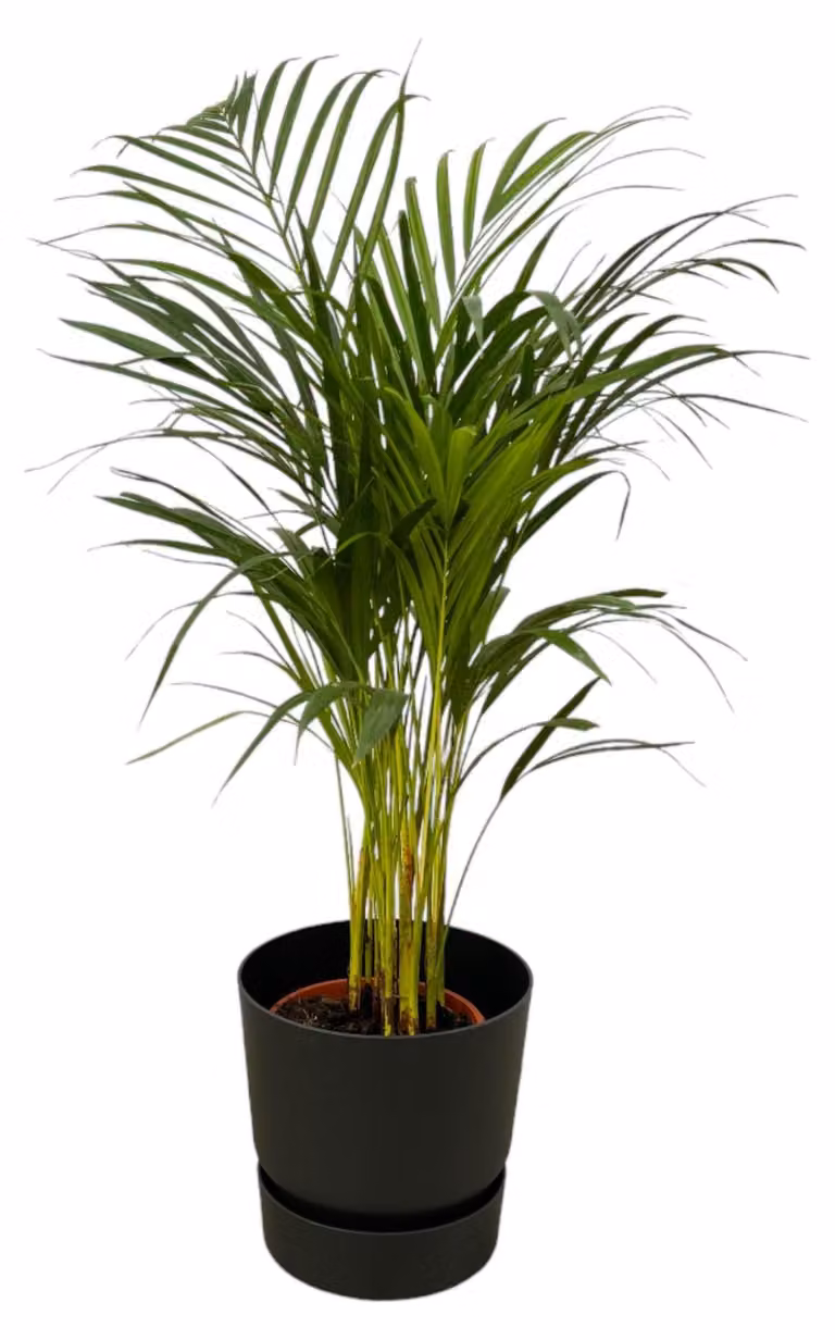 Palma d'Areca inclusa elho Greenville Rotondo nero - 75-85cm - Ø19cm - Pianta d'appartamento - Set completo - Pianta con vaso