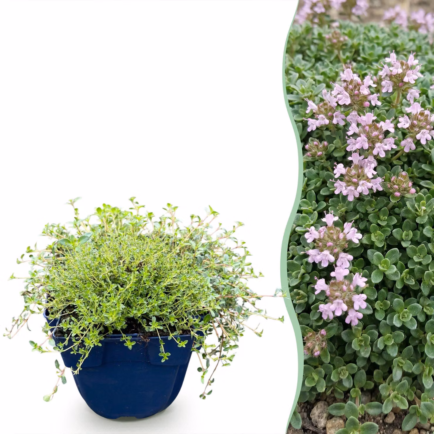 Thymus praecox Minor - Timo strisciante - Profumato - Rosa - 15-25cm - Ø11cm - Pianta da giardino