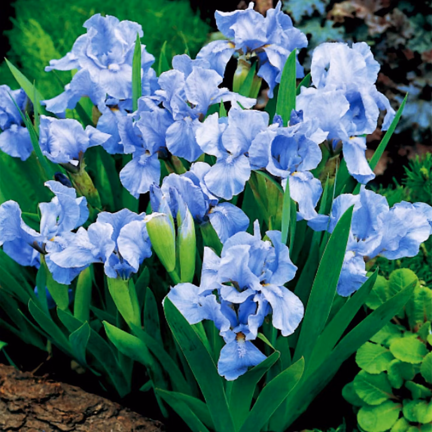 Iris Pumila Bassa Truly 1 pz Iris piantine Iris Iris