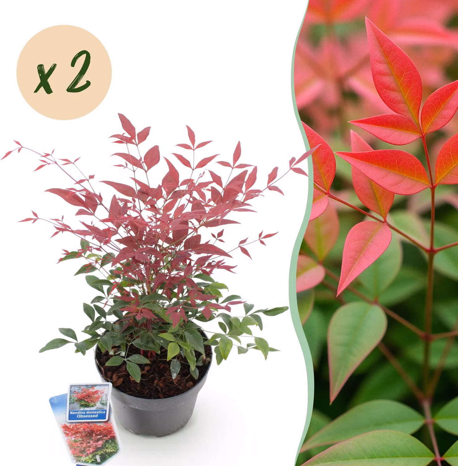 Nandina Obsessed - Rosso - 2 piante - Sempreverde - Bassa manutenzione - 35-45cm - Ø17cm - Pianta da giardino